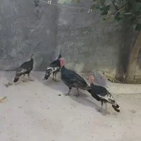 بوقلمون