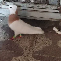 کبوتر طوقی|پرنده|برازجان, |دیوار