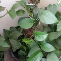 گلهای طبیعی وسالم|گل و گیاه طبیعی|اصفهان, بوستان ناژوان|دیوار