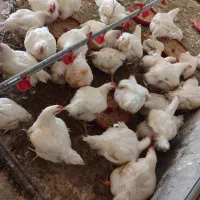 مرغ  گوشتی|حیوانات مزرعه|سبزوار, قصبه شرقی|دیوار