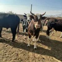 فروش گوساله پرواری