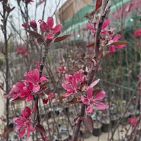 فروش نهال و درخت در بازار گل و گیاه استان قم|خدمات باغبانی و درختکاری|قم, باجک دو|دیوار