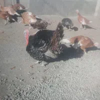 بوقلمون های محلی برنزوبوربون|حیوانات مزرعه|کامیاران, |دیوار