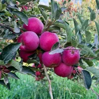 باسلام خواهان نیرو برای چیدن سیب هستیم