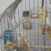 چروس هلندی جفت و تک به شرط تخم با کاغذ تضمینی|پرنده|پاکدشت, پاکدشت (مامازند)|دیوار