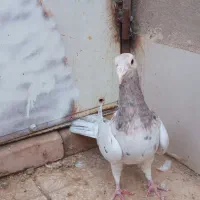 ماده کله هما|پرنده|باشتین, |دیوار