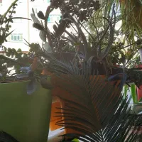 گل و گلدان|گل و گیاه طبیعی|صدرا-فارس, فاز ۱|دیوار