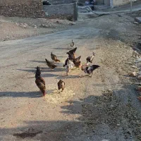 خروس|حیوانات مزرعه|زالیان, |دیوار