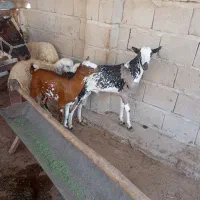 نری داشتی با گوشتی بره نر و ماده تخم