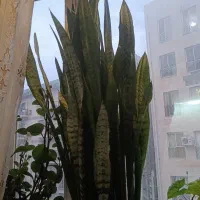 گل سانسوریا شمشیری سرحال