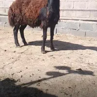 6عدد بره نر افشاری چاق