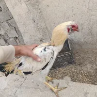 خروس لاری،مرغ،خروس،جوجه|حیوانات مزرعه|شهریار, شهرک امیریه|دیوار