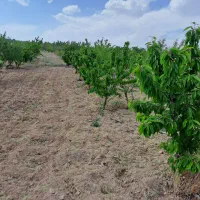 فروش چهار سهام طرح یک هوره گاستارا|فروش دفتر صنعتی، کشاورزی، تجاری|زاینده رود, |دیوار