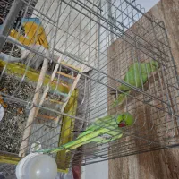 طوطی ملنگو|پرنده|چابهار, |دیوار