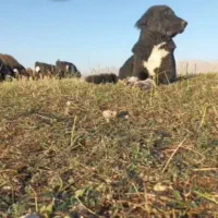 سگ قدرجونی|سگ|داران, |دیوار