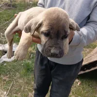 ی جفت توله نر وماده