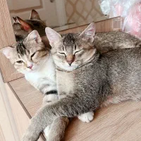 گربه اسکاتیش