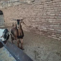 بر دورگ سرمایه|حیوانات مزرعه|کرمان, |دیوار