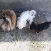 فروش سگ پاکوتاه