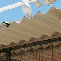 ایرانت سیمانی