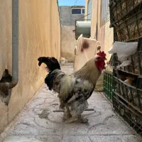 خروس امپراطور درجه ۱|حیوانات مزرعه|محمدشهر, ولدآباد|دیوار