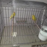 قفس عروس مولد|پرنده|قنوات, |دیوار