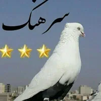 کفتر