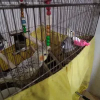 فروش عروس هلندی