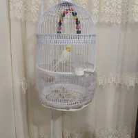 عروس هلندی نر