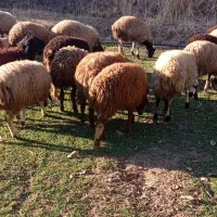 بره نر وماده|حیوانات مزرعه|سنندج, |دیوار