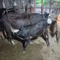 فروس گاو باگوساله شیری محلی وسمینتال