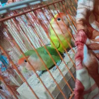 طوطی برزیلی نرو ماده|پرنده|تهران, خاوران|دیوار