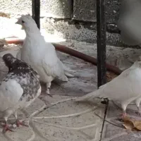 کبوتر معاوضه هم دارم