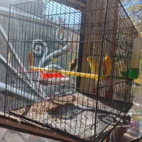 یه جفت قناری نرو ماده بفروش میرسد