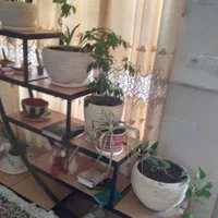 استند گل و گیاه معاوضه با بعضی چیزها|صنایع دستی و سایر لوازم تزئینی|رفسنجان, |دیوار