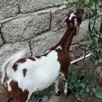 کهره چاق