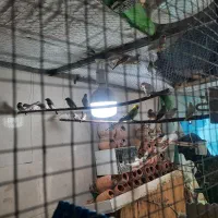 فنچ مولد|پرنده|بیرجند, |دیوار