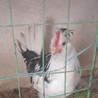 خروس  مینیاتوری و نیمچه خروس گلین