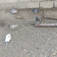 تعدادی کبوتر بفروش میرسد|پرنده|هامون, |دیوار