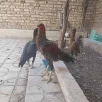 مرغ و خروس لاری|پرنده|شیراز, شیخ روزبهان|دیوار
