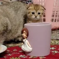 اسکاتیش فلد گلد