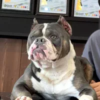 سگ بولی|سگ|تهران, تهرانپارس شرقی|دیوار