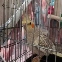 طوطی عروس هلندی