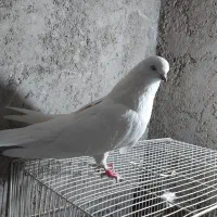 ۳عدد کبوتر عتیقه۲تا جم یدونه قرمزی گوچه