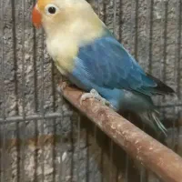 جفت طوطی برزیلی|پرنده|کازرون, |دیوار