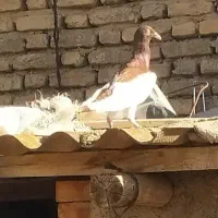 یهودی نر پابلند پاک بدون غلط|پرنده|گنبد کاووس, |دیوار