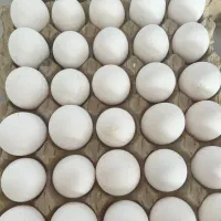تخم مرغ تخم|خوردنی و آشامیدنی|قم, انسجام|دیوار