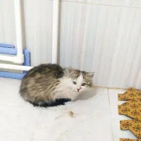 بچه گربه|گربه|مرند, |دیوار