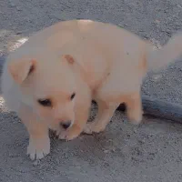 سگ پاکوتاه 2ماهه|سگ|جیرفت, |دیوار