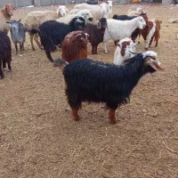 بزغاله وبز|حیوانات مزرعه|سده (خراسان جنوبی), |دیوار